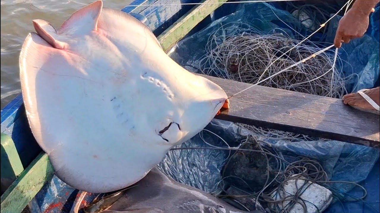 Fizemos uma pescaria como jamais vista no mundo vem comfirir a qualidade de peixe