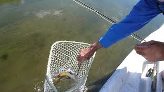 Ketchum Release Net