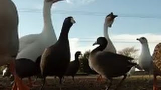 GoPro Hero 3 Black Edition Surf City Huntington Beach Ducks Attack Camera