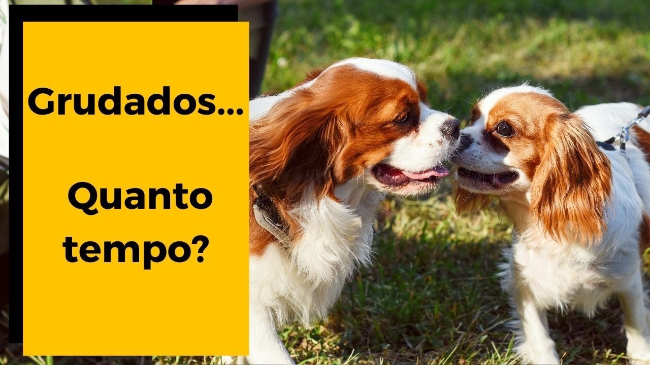 🔴 Porque CACHORROS FICAM GRUDADOS após a cruza ? Isso é normal? - YouTube