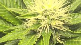 400w jack 47 grow
