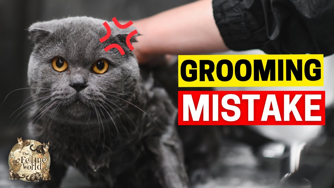 Never Make THESE Grooming Mistakes With Your Cat!