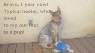 How To Train Puppy Not To Bite Your Feet & Heels