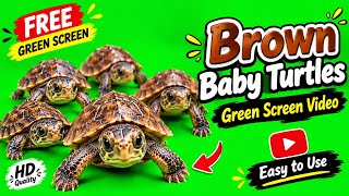 🐢 Brown Baby Turtles Green Screen Video | Free 4K Chroma Key Footage