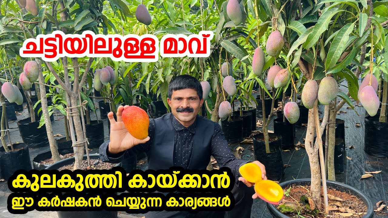 ചട്ടിയിൽ മാങ്ങ കുലകുത്തി കായ്ക്കാൻ ഈ കർഷകൻ ചെയ്യുന്നത് കണ്ടോ Mango farming tips