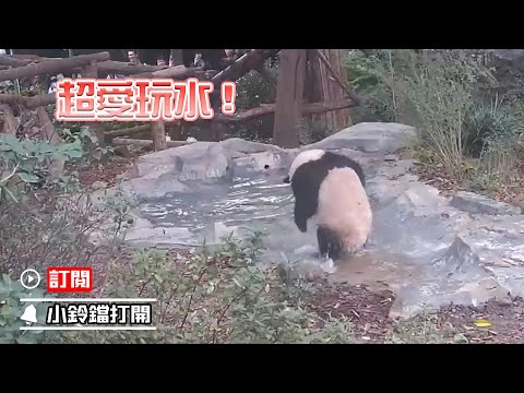 《熊貓早晚安》當頑皮熊貓遇到大水池 | iPanda熊貓頻道