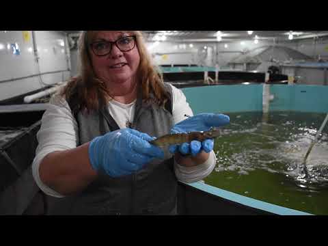 Local Farmers, Local Fish: Marine Shrimp Local Farmers, Local Fish: Marine Shrimp