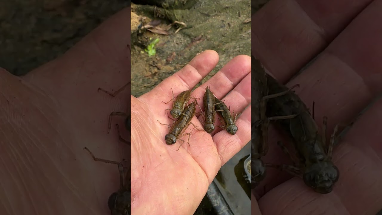 We found Baby Dragonfly's