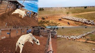 Começando a vacina de 7 mil cabeças de gado .