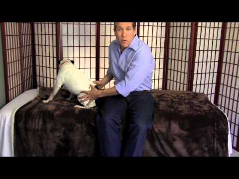 Dog Hip Pain Relief