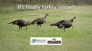 It's Finally Turkey Season - Maryland Department of Natural Resources