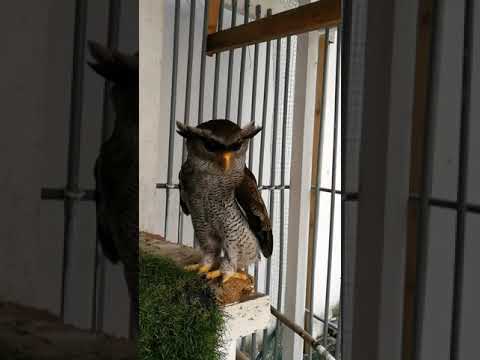 Shakespeare, the rescued Barred Eagle Owl, like to talk and cuddle