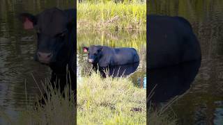 Cooling off Florida style… gator included 🌴🐂🐊 #cows #gator #florida #farm #fyp