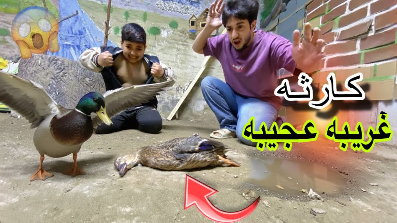 صارت شغله كلش صدمتني😳😭لاول مره رح شاهدون