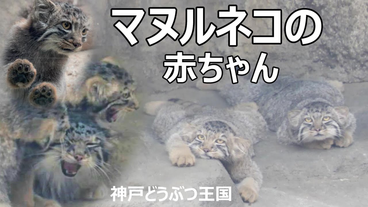 マヌルネコの赤ちゃん🐾KOBE ANIMAL KINGDOM Baby manul