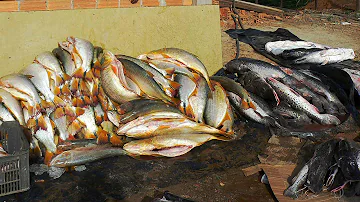 Por que a pesca predatória deve ser proibida?