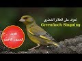 Greenfinch Singning تعرف على طائر الخضري