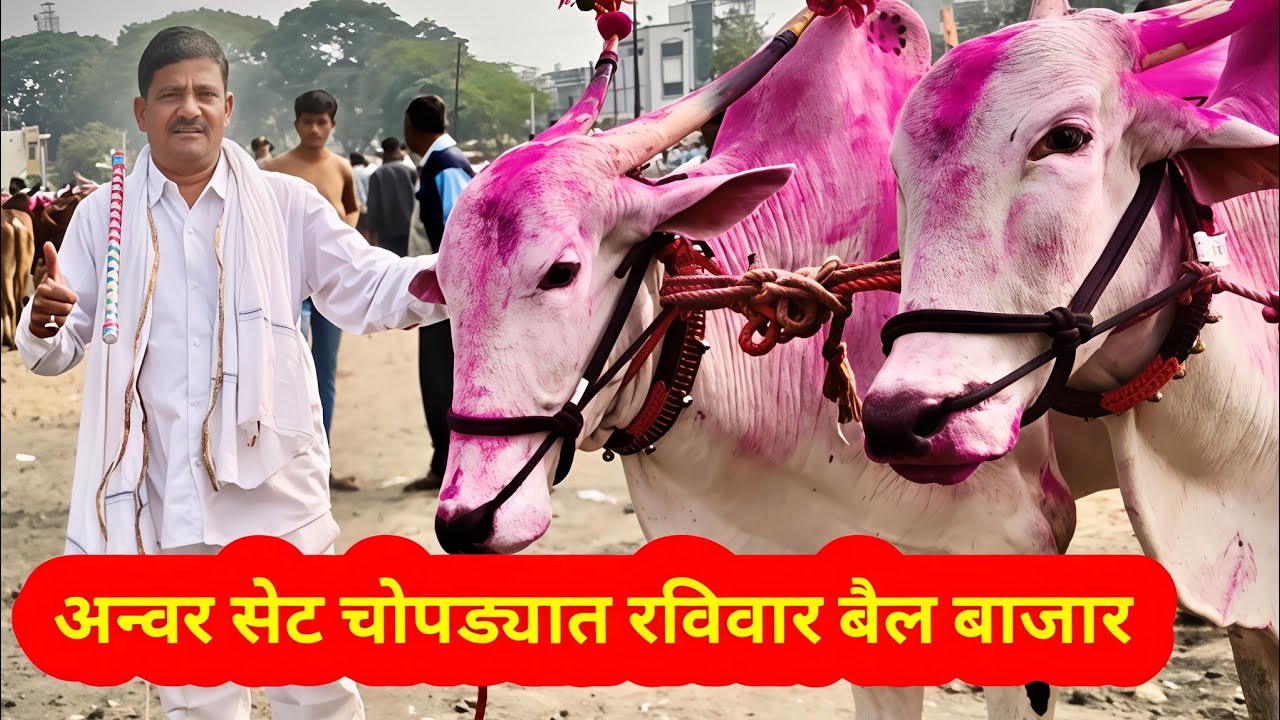 अन्वर शेठ | यांचे चोपडा तालुक्यात | 4 जानेवारी 2026 | चोपडा तालुक्यात | आगमन सुपरहिट जंगबाजी