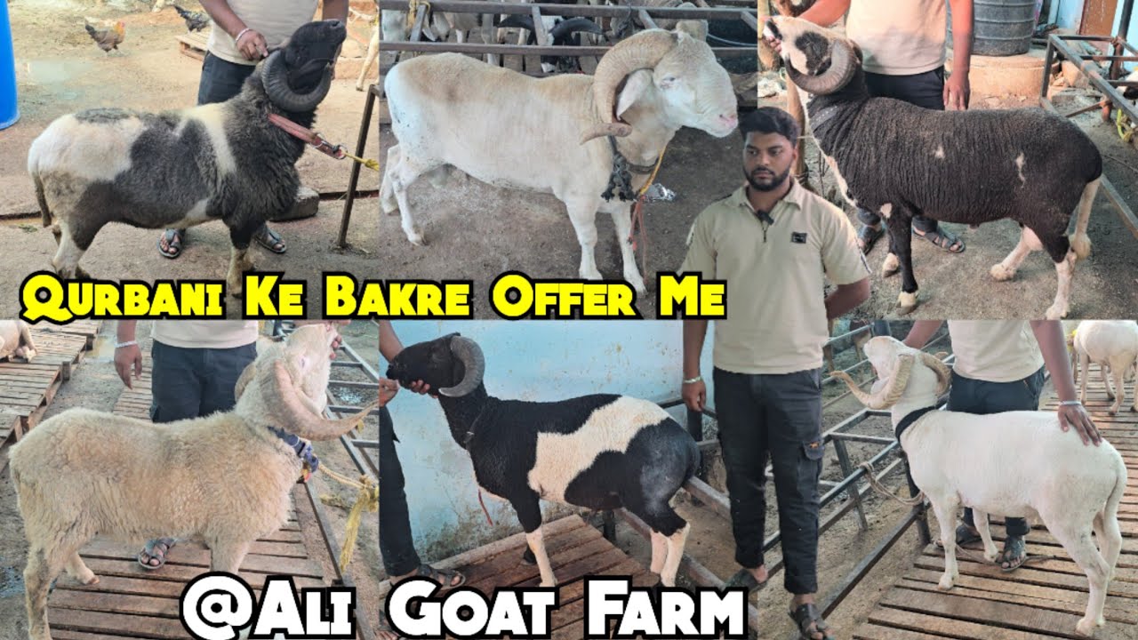Heavyweight Vilayati Sheep in Offer For Eid @Ali Goat Farm Shamshabad | Jersey Madurai Mende #sheep 