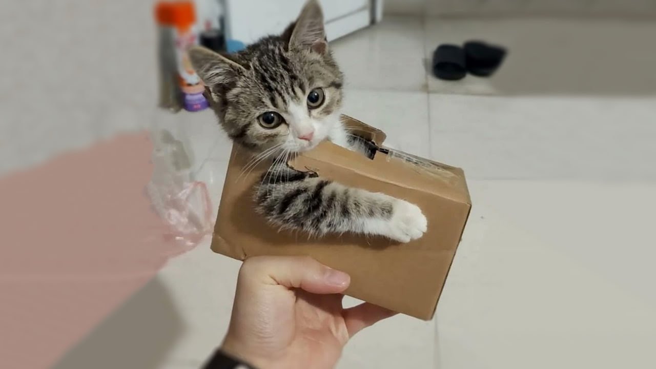 The Funniest Cat Videos 🐱 Try Not To Laugh Part 25