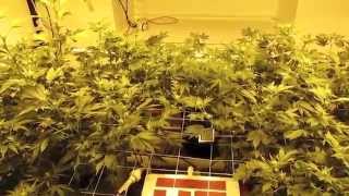 Herbin Farmer Flower Day 24 White Widow Amnesia Hydroponics