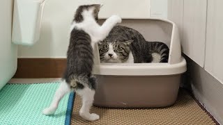 The Rescued Kitten Got a Chance to Get Revenge on the Big Cat │ Episode.39