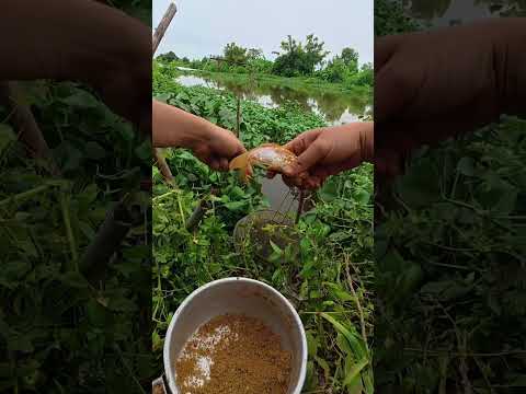 Ông vua cá giống đi bắt tổ ong khủng p1