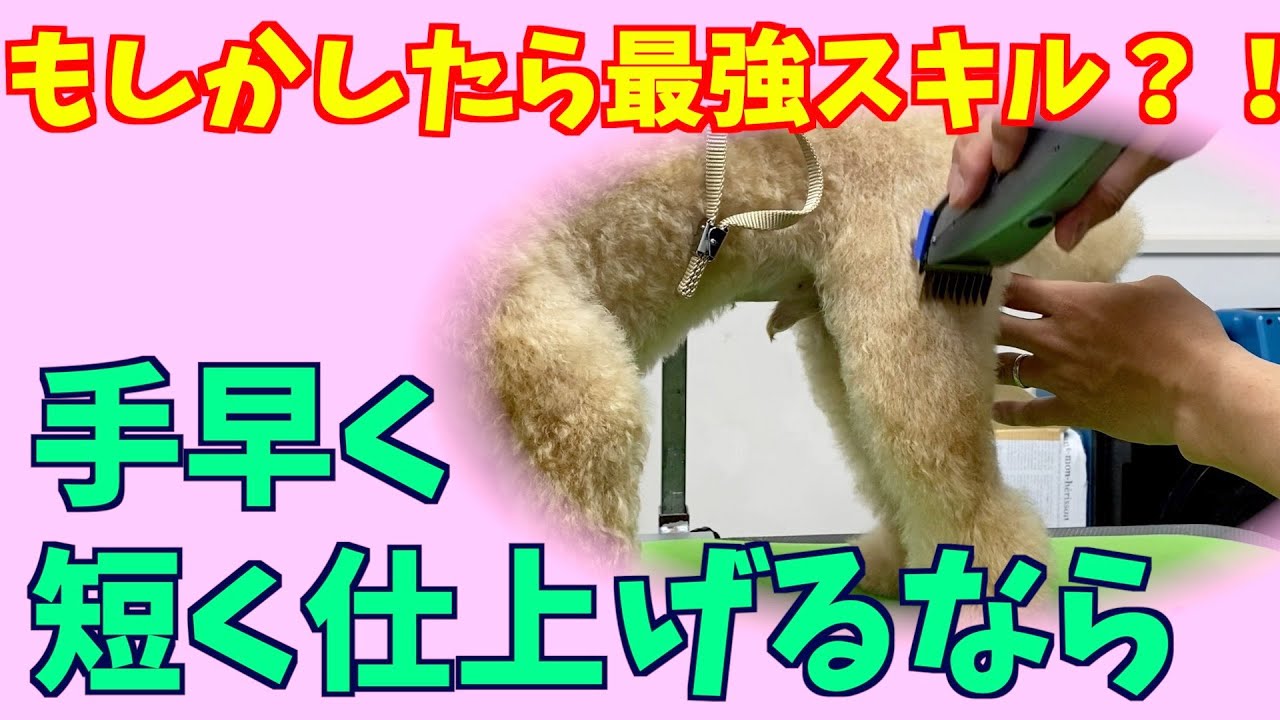 実は最強なスキルかも？！【トイプードルの脚のバリカンカット：トリミング】