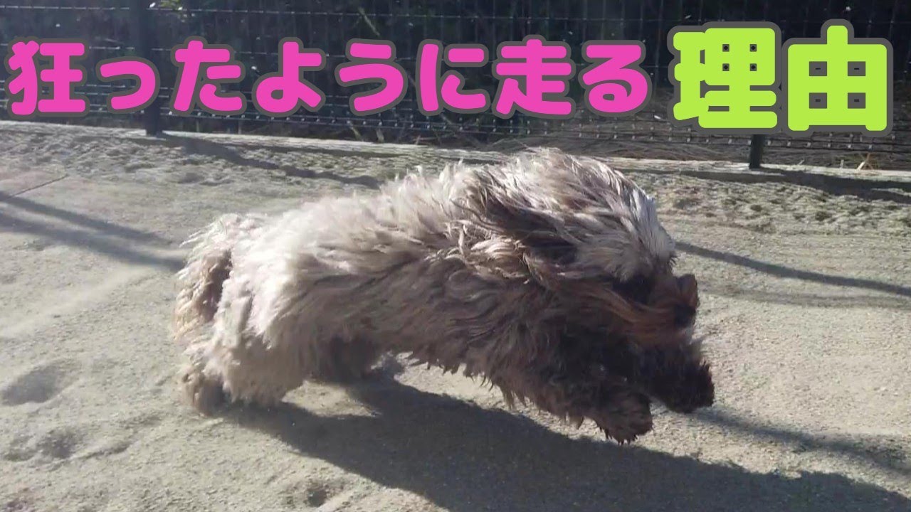 老 犬 狂っ た よう に 走り回る