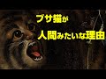 ブサ猫が人間みたいな理由