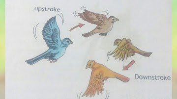 About Birds // Body parts of a bird/Nesting habits/Care of the young/Class - 3/Science{ Part - 1 }