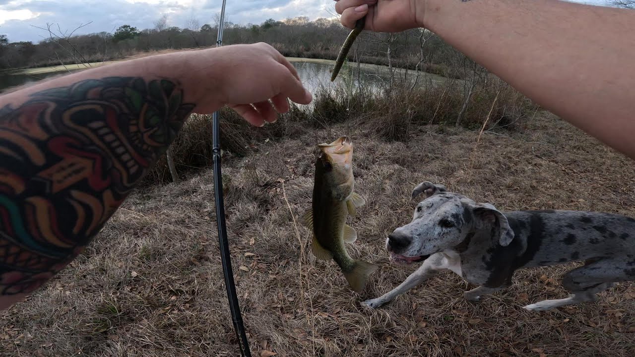 BASS FISHING WITH MY GREAT DANE!