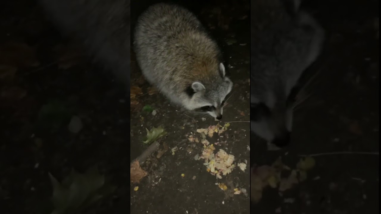 🦝Giving WILD RACCOON in my Backyard a Holiday FEAST! 🎁 