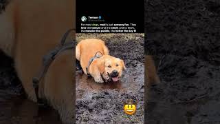 Golden Retriever or Swamp Monster? 👹