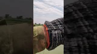 Here s a tip on how to catch soft-shelled turtles. If you pass don t rush to shake the pla