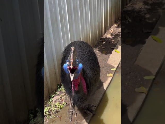 Это Казуар, и он признан самой опасной птицей в мире, особенно для человека. А так звучит его рёв