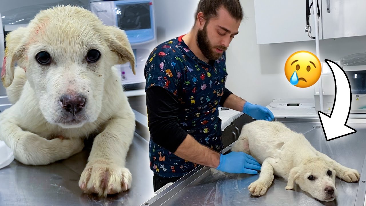 На маленького щенка напали другие собаки! 😢 #TheVet