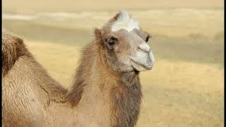 Djiblimdamjamjam - Mantra by Malloon