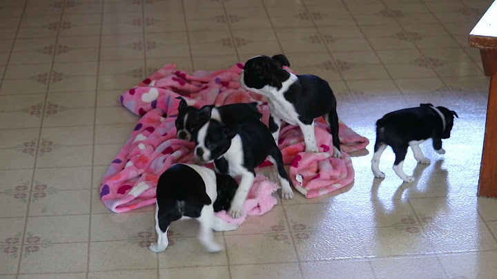 Boston terrier puppies for sale austin texas