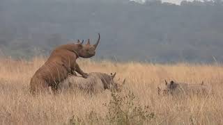 Rhino's in heat