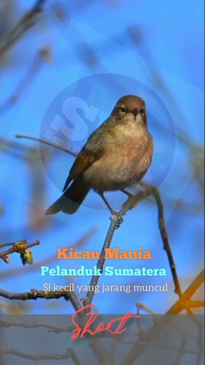 Pelanduk Sumatera yang Langka