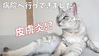 マロちゃんの皮膚が炎症してたので急遽病院へ行ってきました