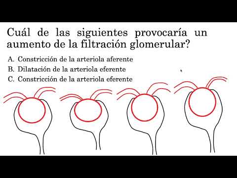 FILTRACIÓN GLOMERULAR/PREGUNTA/FISIOLOGÍA RENAL.