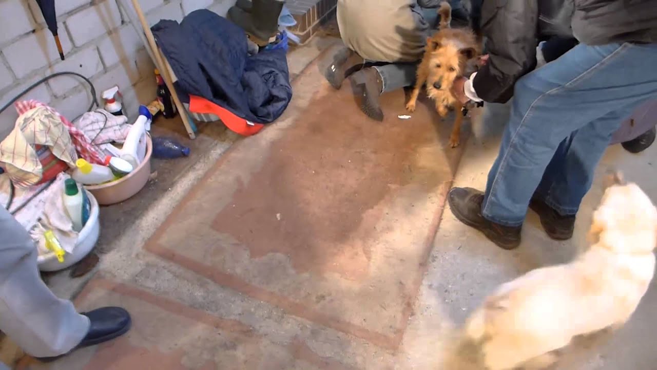 Hunde in Not Ankunft in Bordesholm 12.02.2013 YouTube