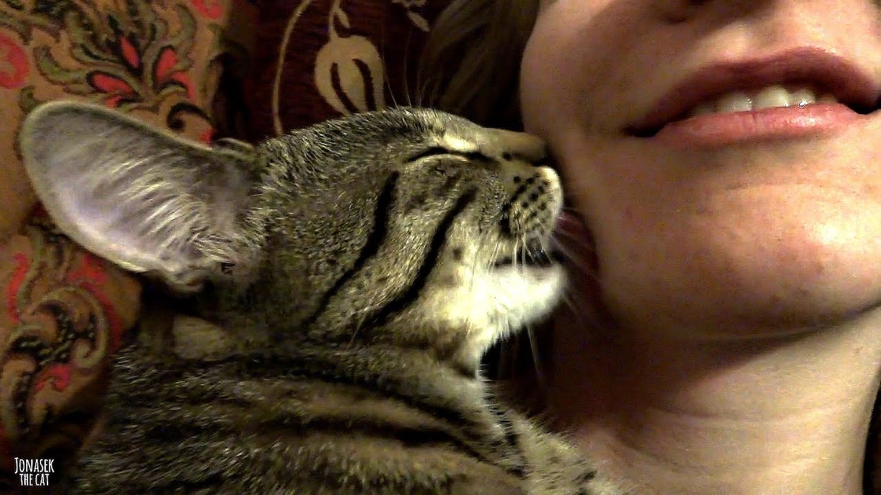 Kitten Kisses Licks His Human Youtube 