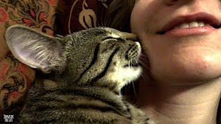 Kitten kisses / licks his human by Jonasek The Cat 223,648 views 8 years ago 1 minute, 40 seconds