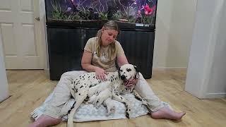 Spots Ahoy! Five Adorable Dalmatian Pups Arrive! by Adam Booth 2,606 views 4 months ago 1 minute, 30 seconds