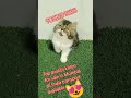 sabse sasta top quality 💥💥 kittens for sale in Mumbai #shorts #viral #trending#song#dance #ytshorts