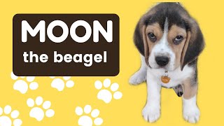 Puppy helps to open the package | Moon the Beagle by Moon the beagle 105 views 1 year ago 1 minute, 53 seconds