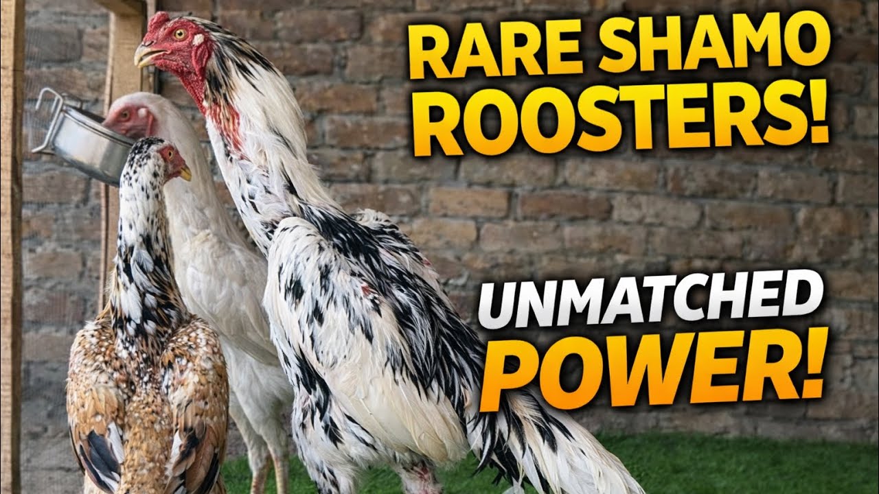 Shamo Family | World Class Powerful Shamo Rooster with Hens | Natural Moments